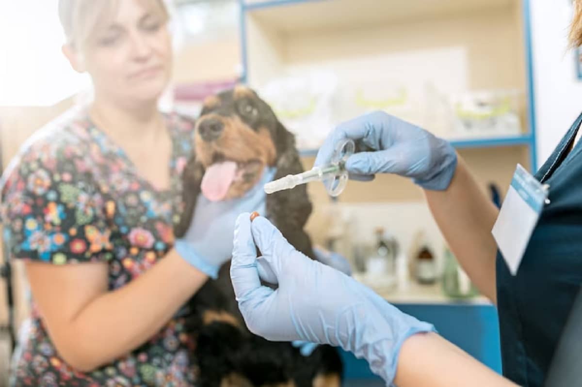 Les avantages de la stérilisation et de la castration pour votre animal de compagnie