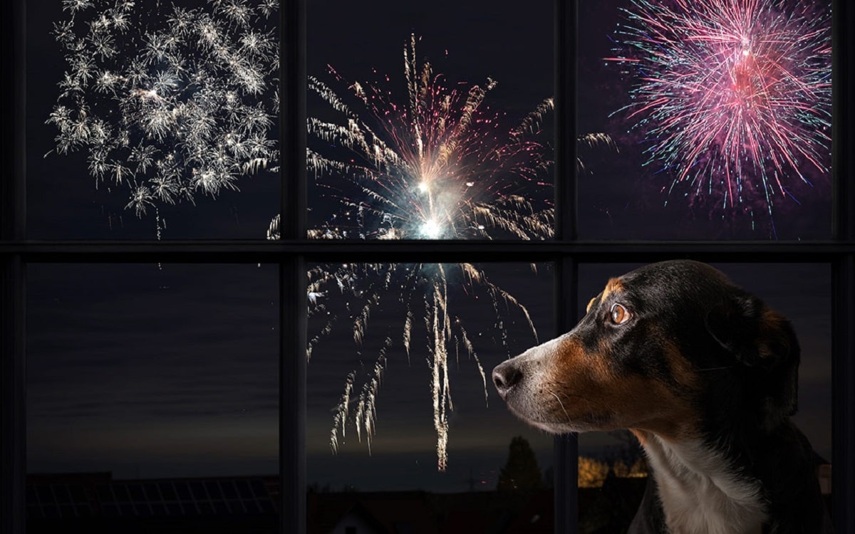 Comment aider votre chien à surmonter sa peur des feux d'artifice ?