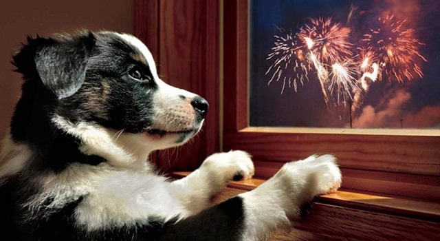 chien regardant feux d'artifice à la fenêtre