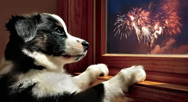 Un chien observe le ciel derrière la fenêtre pendant un feu d'artifice