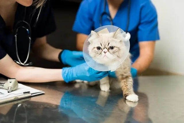 Un chat sort de sa cage de transport sur la table de consultation d’un vétérinaire