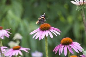 Guide ultime pour un jardin florissant : Vos tâches essentielles de jardinage en juin