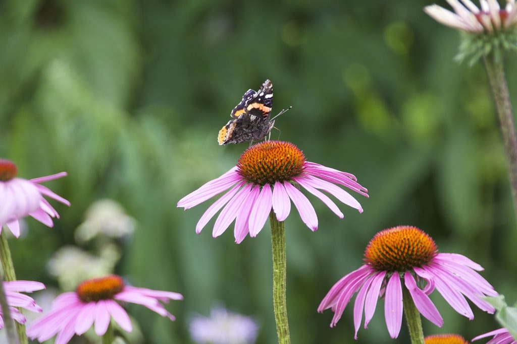 Guide ultime pour un jardin florissant : Vos tâches essentielles de jardinage en juin