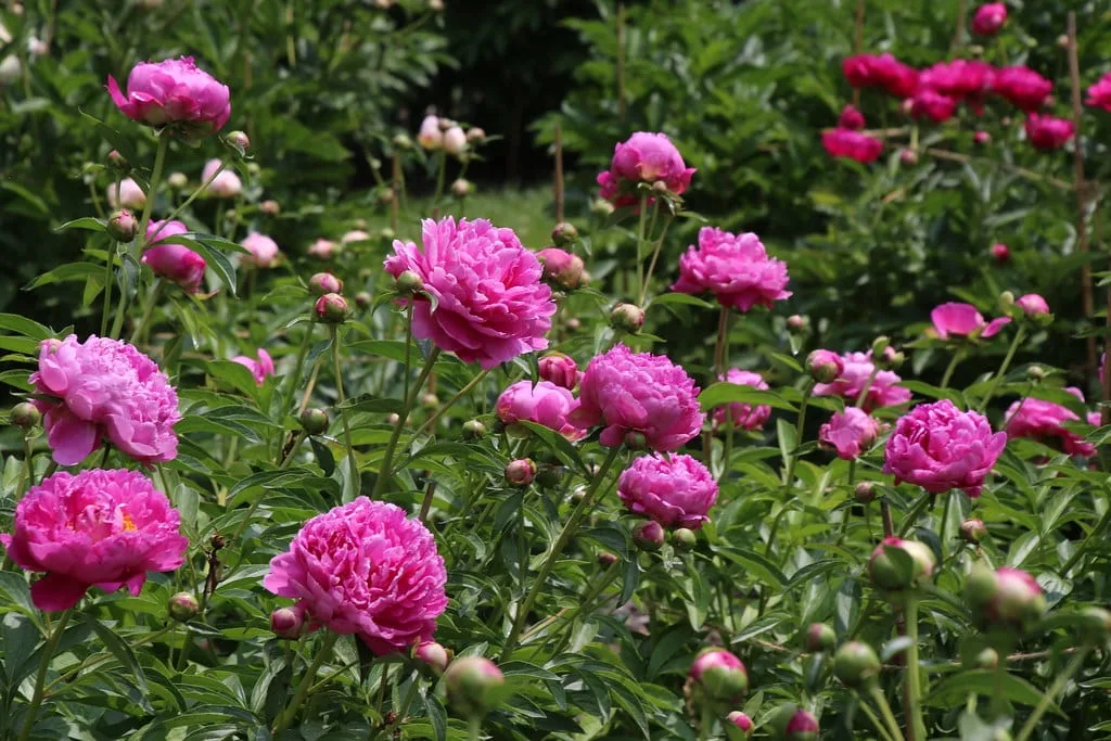 Massif de fleurs et rangs de légumes dans un jardin au début de l'été