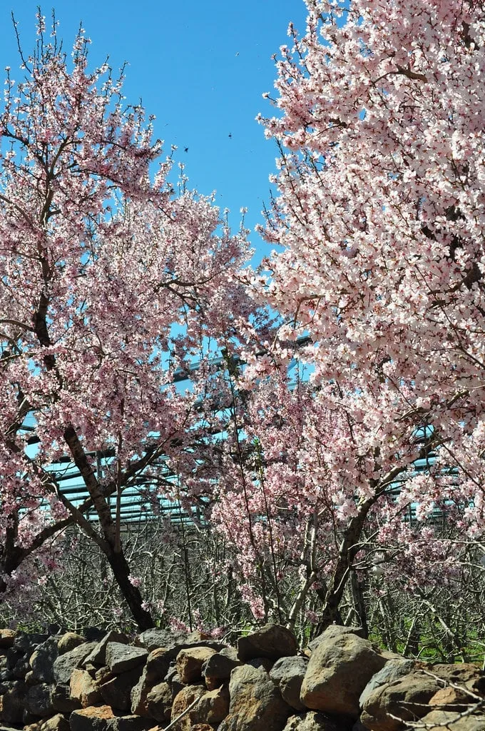 Jeune arbre planté avec un disque de sol dégagé autour du tronc