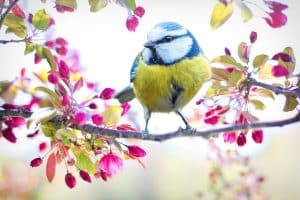 Légumes, fleurs, arbres et herbes, les plantes à semer au printemps