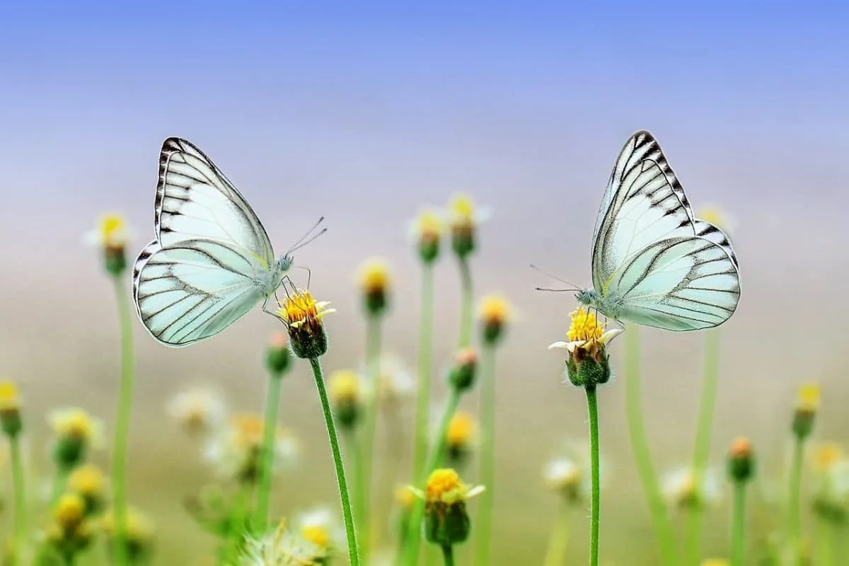 Papillons butinant des fleurs colorées dans un jardin au printemps