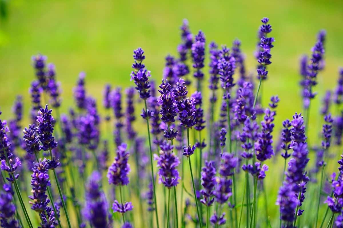 lavender flowers plants field 1117275