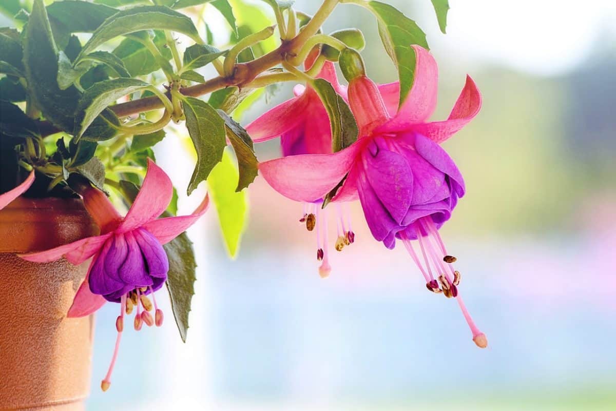 Les fleurs : Un éclat de couleur sous le soleil d'été 🌻