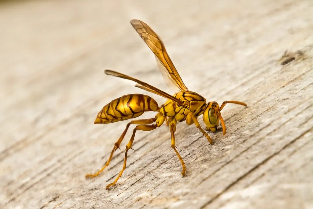 Guêpe jaune et noire posée sur une surface claire, ailes repliées