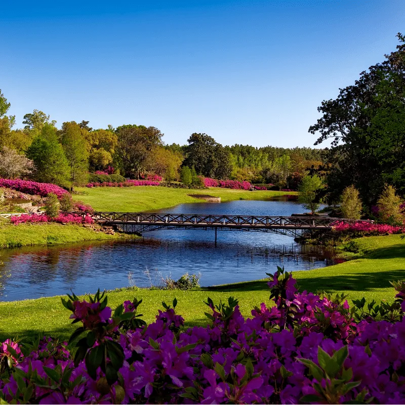 Massif de fleurs d'été en pleine floraison dans un jardin de bord de mer