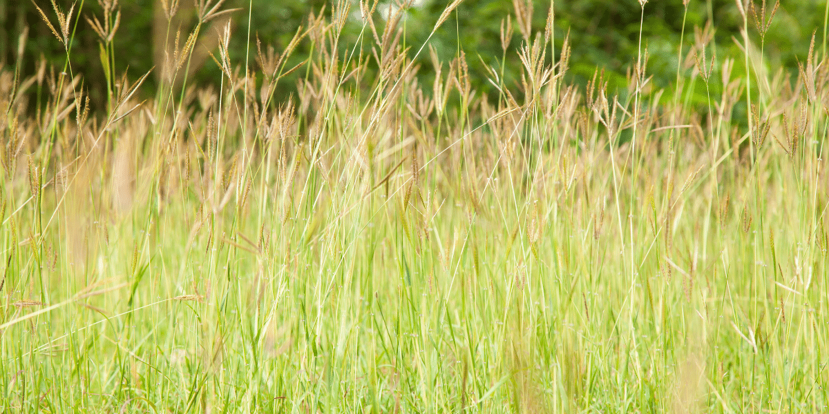herbe hautes