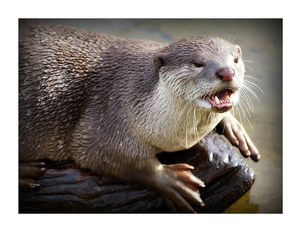Californie : les autorités traquent une loutre de mer qui terrorise les surfeurs