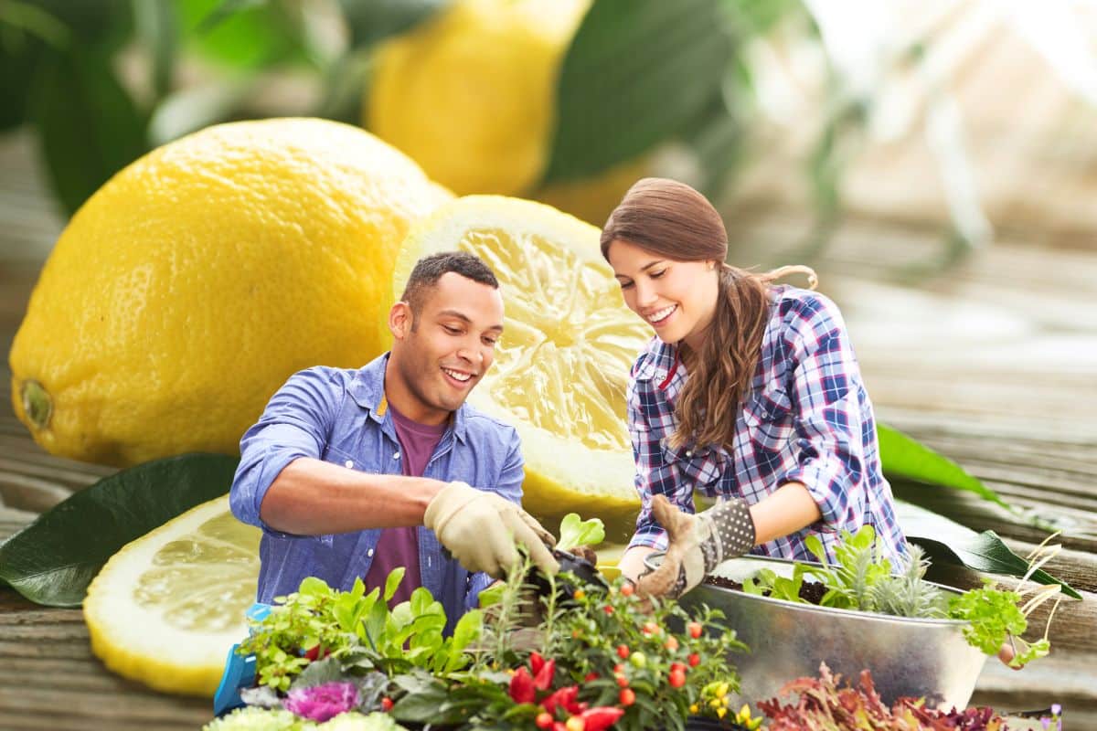 es astuces inattendues et efficaces pour redonner vigueur à vos plantes.