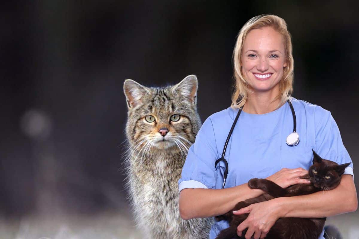 l’histoire d’un couple qui recueille un chat forestier pensant que c’était un chat de gouttière